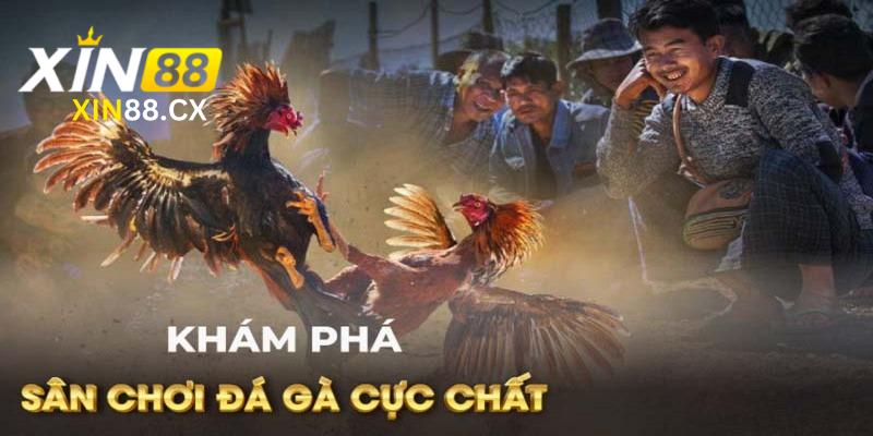 Điểm danh các cửa cược của Đá gà Xin88