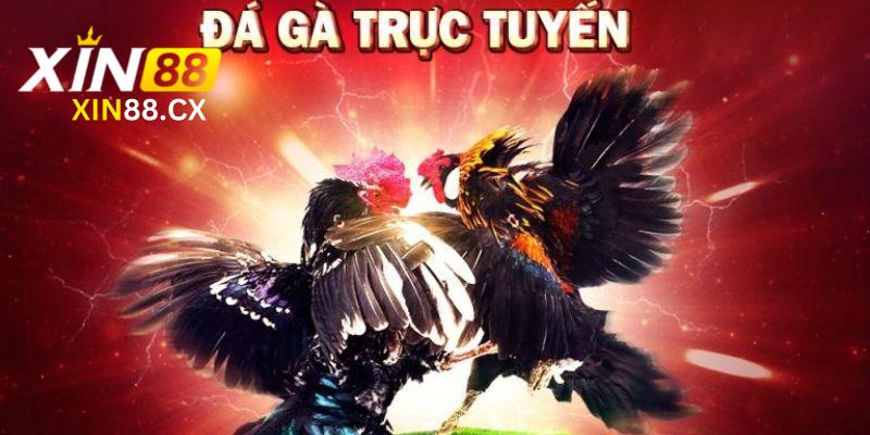 Giới thiệu sảnh xem đá gà trực tuyến XinXin88